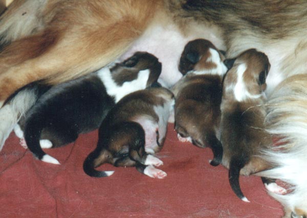 puppy1.jpg (46134 bytes)