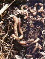 Liberated Worms